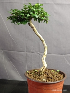 高提根亮叶忍冬盆景,原盆原土包邮.