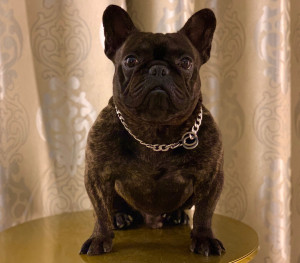 双血统虎斑法国斗牛犬对外借配了,给买两袋狗粮前就行了.或者拿