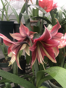 朱顶红 红宝石之星,出一个侧球,4.5cm左右,不包花叶,满