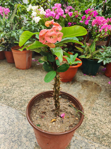 大花虎刺梅 庭院露养  粗干老桩 花色渐变  脱盆护根土球发