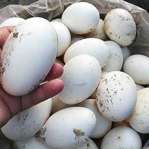 蛋托木头托盘摆件放鸡蛋托复活节diy画画固定底鸡蛋鸭蛋鹅蛋12人付款