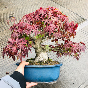 日本进口山红叶盆景 红枫绿植盆栽 出星星青姬唐枫高档礼品枫树