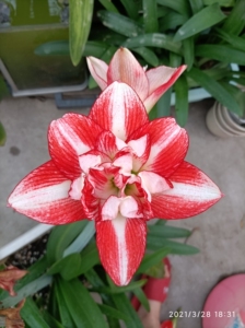 000人付款淘宝朱顶红红宝石开花球一个angelvsdevil2010390.