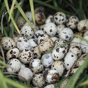 受精鹌鹑种蛋,鹌鹑蛋受精,可孵化小鹌鹑,受精率达85%-90