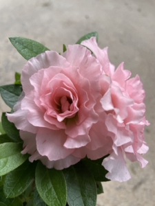 桃梅锦杜鹃花原生苗多色品种室内外绿植花卉盆栽