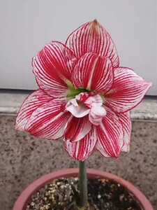 000人付款淘宝日朱十二单衣,朱顶红十二单衣,开花大球,大概6—7cm,露