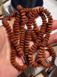 大金钱菩提