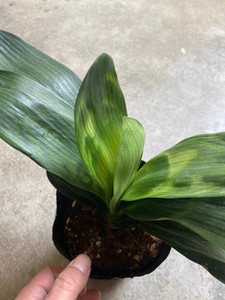 【顺丰包邮】稀有变异品种之虎斑兰君子兰盆栽