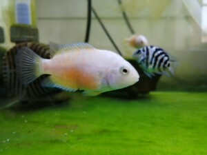 九间菠萝鱼