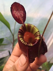 黑月苹果猪笼草