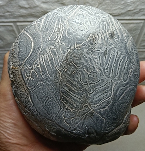 辉木化石,贵州桫椤玉,八卦