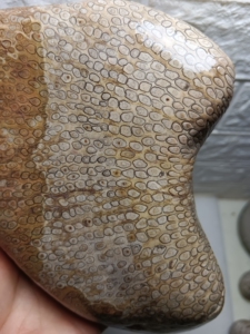 辉木化石,贵州桫椤玉.重2公斤.