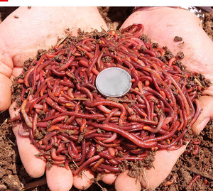 红蚯蚓活蚯蚓批发大号散装盒装蚯蚓野钓鲫鱼饵红虫钓鱼饵料鱼食
