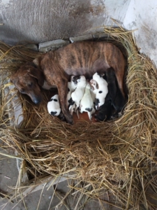 普罗特,蓝斑,大耳朵,普比,蓝比,追踪,猎猪,打猎,实战猎犬