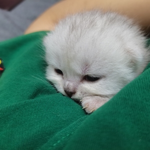 绍兴柯桥地区,猫咪幼崽预定.自己家的小猫咪,非常非常非常可爱