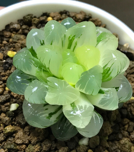 孙氏冰灯玉露锦