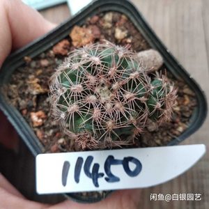 11450,赤刺罗星丸,自根,仙人球拍卖(温馨提示,植物特殊