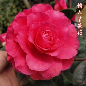 恨天高茶花情人节