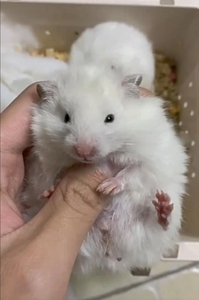 00lxd747757137淘宝稀有颜值高温顺长毛纯银杂银仓鼠金丝熊米熊白熊