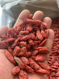 青海格尔木红枸杞