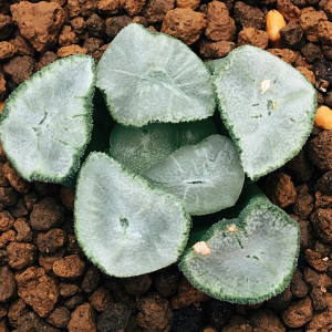 巨大窗望乡万象十二卷精品多肉植物一物一拍