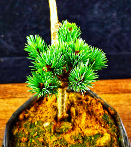 明星五针松 日本的稀有品种,八房叶性,针叶翠绿,品种纯正保