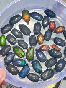 花金龟，金龟子，各种颜色，绿色，蓝宝石色，墨绿色，紫色，黑色