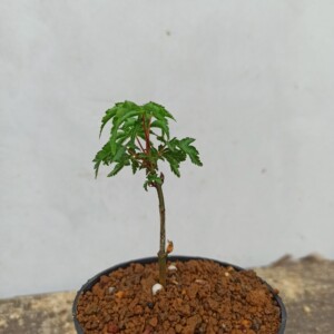 日本原生狮子头红枫