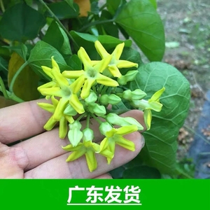 食用夜香花苗夜兰香千里香攀援夜来香夜香兰夜兰花藤本庭院树苗