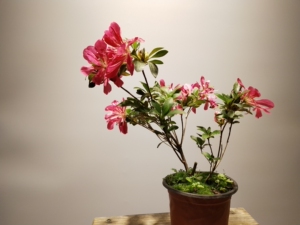 皋月杜鹃花瓶一棵.花大漂亮,花朵数量多.特价包邮!