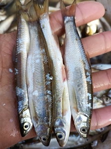 微山湖野生小白条鱼新鲜小河鱼刁子鱼餐条鱼淡水小杂鱼翘嘴鱼现杀