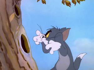 出手猫和老鼠云南方言版4盘dvd八十四集终极典藏版!出手大洋