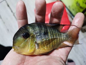 和尚关刀鱼 食土鲷 和尚鱼