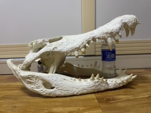 62*33cm超大超宽e鱼头骨模型 牙齐全  合法养殖标本