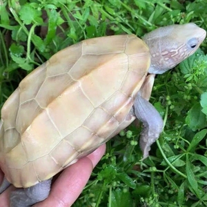 白玉草龟长大后的图片图片
