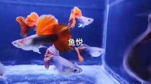 大背折扇孔雀鱼,巴西红扇,菊花帆折扇.特别板正.旗板厚.大背