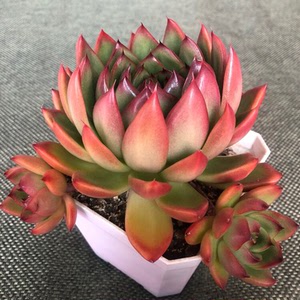 多肉植物贵妇手指群生大型懒人植物花盆口径10cm,大小请参照