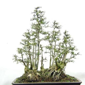 【丛林组】对节白蜡微小型盆景制作素材苗下山桩熟桩组合成型绿植