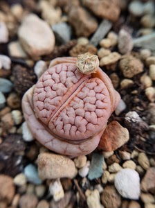 雪岚玉c373变异,母本带种荚.