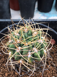 莺鸣玉仙人球