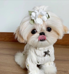 纯种长毛西施犬幼犬小型犬公主西施犬马尔济斯家养活体幼犬宠物狗