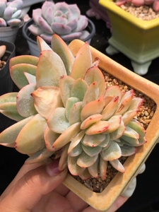 多肉植物 极品布鲁蓝缀化 群生￥69.9元5-13一物一拍