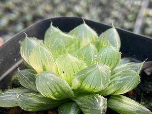 极上斑冰魄玉露锦,实物如图,尺寸4.5厘米,根点,所见即所得