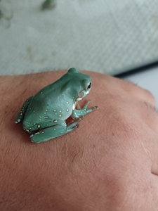 澳洲蓝姥爷树蛙蓝姥爷蓝老爷树蛙3-4