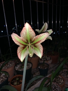 朱顶红 伊瓜苏 绿瓜侧球