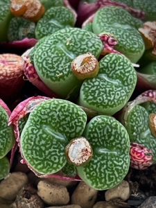 唐草纹墨小锥,很有特色的一个品种,极品纹路,品相自观,晒后紫