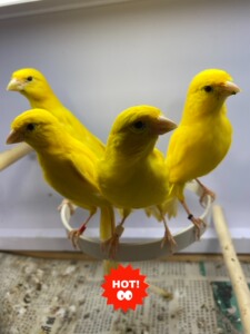 玉鸟 芙蓉鸟 百玉鸟 蜡黄 扬州黄 鸣叫鸟 观赏鸟 鸟 .因