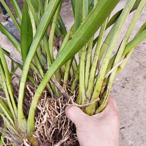 云南虎头兰一苗16也有大株连体苗