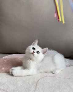 银渐层妹妹三月龄 双血统 超甜美大绿眼