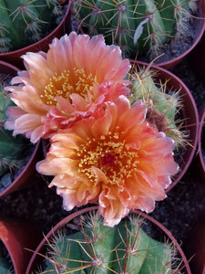 南国玉属仙人球 红橙花青王丸 黄花青王 开花仙人球